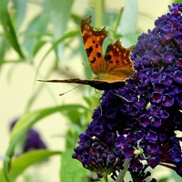 Powrót motylków:)