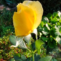 Róża wielkokwiatowa  żółta