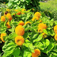 Słoneczniki w Ogrodzie Botanicznym