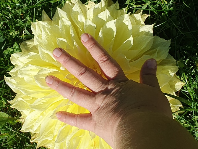 kwiat większy niż dłoń