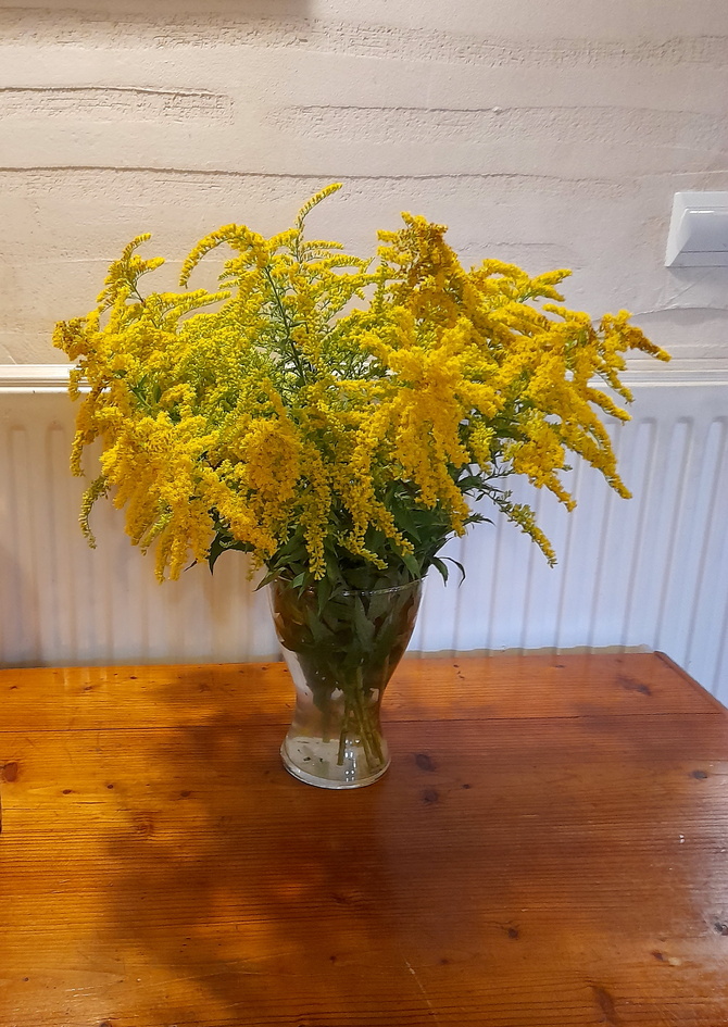 Kwiaty  mimozy