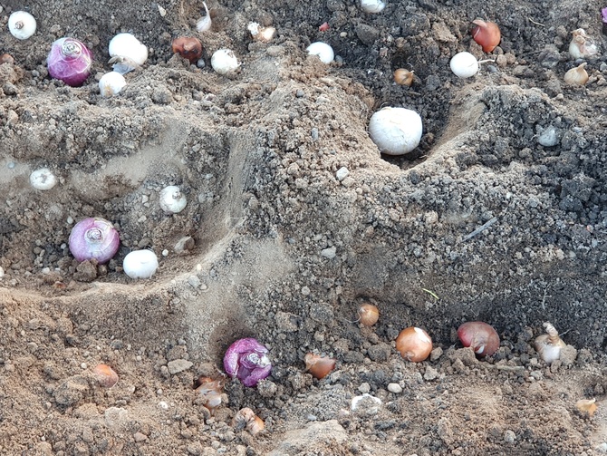 Pierwsze cebule zakopane...