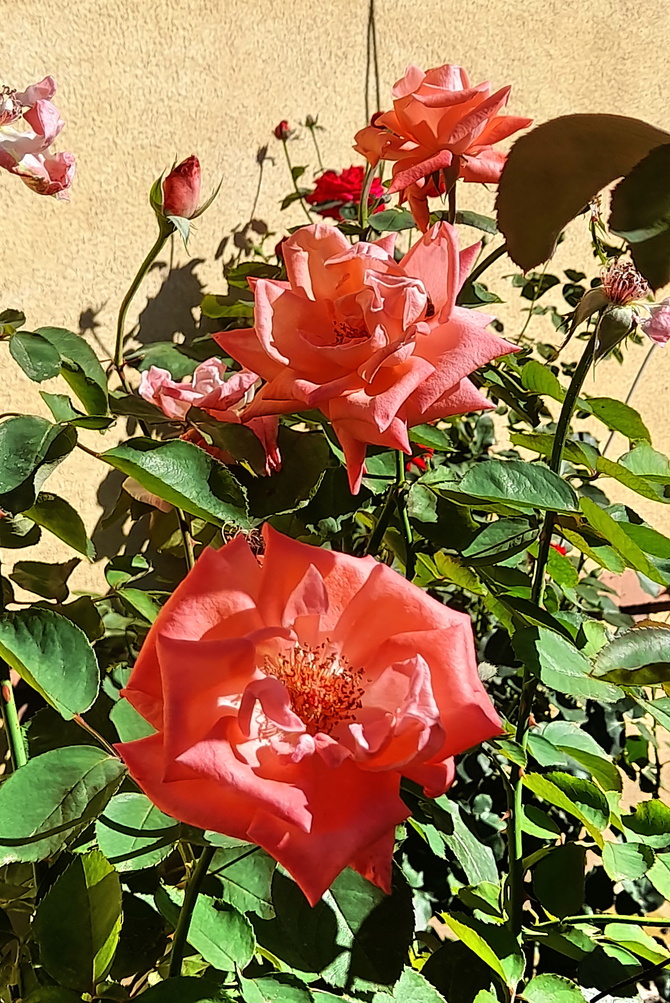 Róże rabatowe