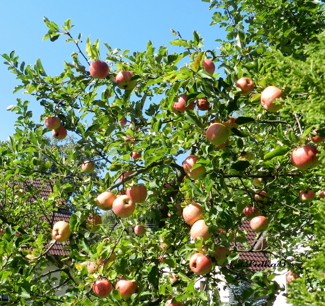 Zbieramy jabłka