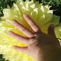 kwiat większy niż dłoń