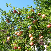 Zbieramy jabłka