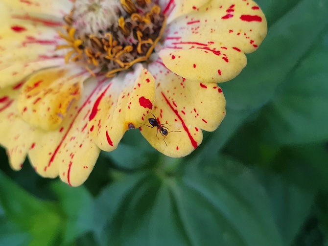 Mrówce chyba kwiat
