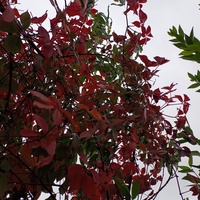 Czerwone liście na szarym tle