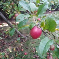 Jabłka już dojrzały ;)