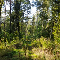Leśna ścieżka