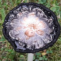Niezwykły grzyb-Czernidłak