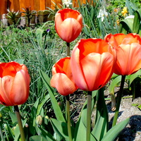 Tulipany i wszystkie cebulki posadzone