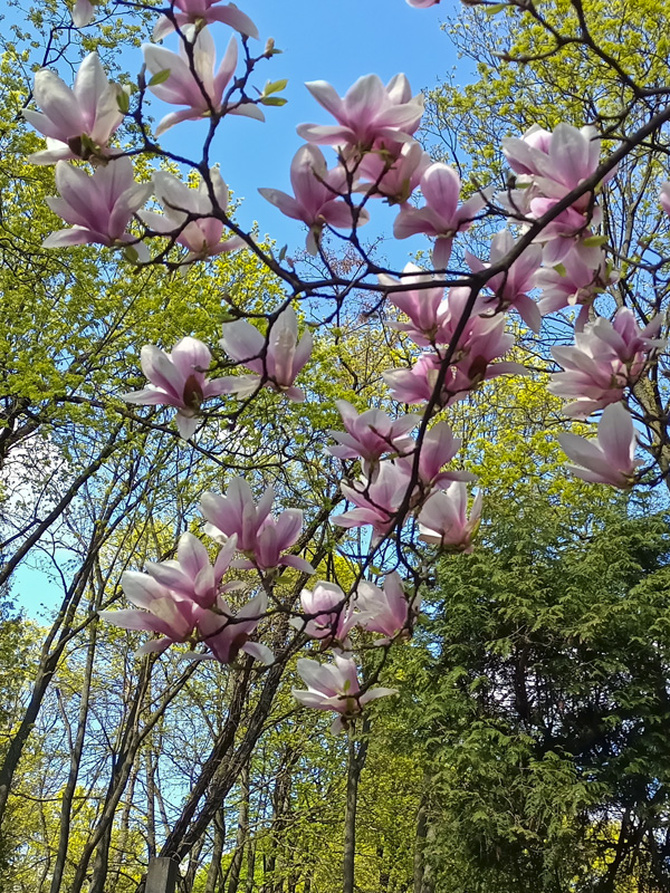 Magnolia wiosną