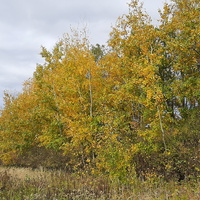 Jesienny las