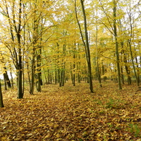 Jesienny spacer po lesie