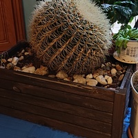 Kaktus olbrzym