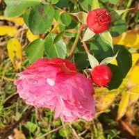 Listopadowe róże