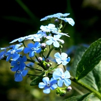 Wiosenne, Niebieskie
