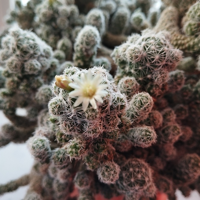 Maleństwo kaktusa