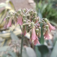 Powsin - kwitnąca daigremontiana .