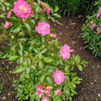 Różowa miniaturka