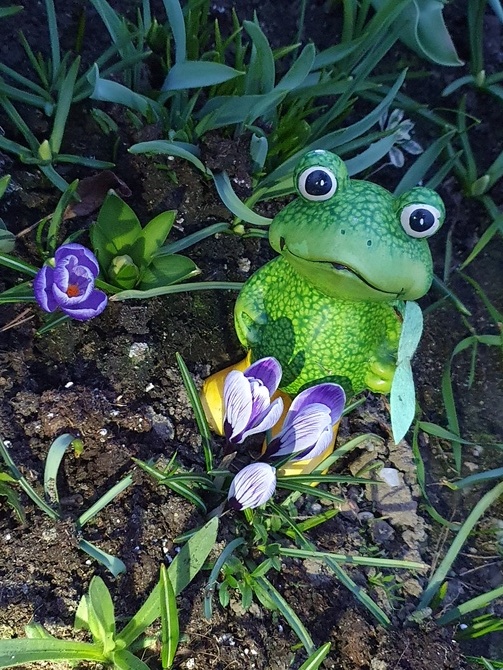 Żaba pilnuje kwiatów....