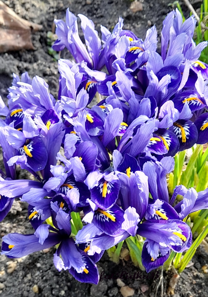 Iryski ,wiosenne kwiaty