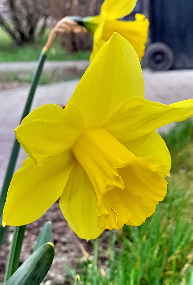 Narcyz , wiosenny kwiat