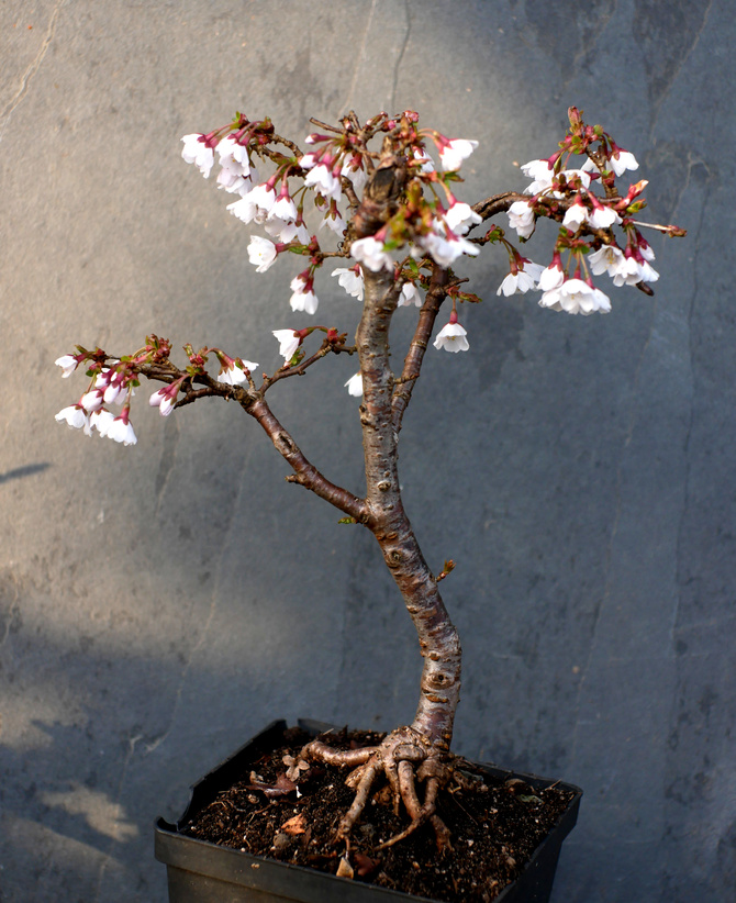 Prunus incisa 'Kojou-no-mai'