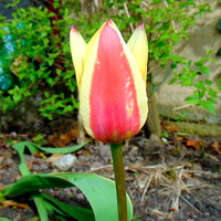 Wiele tulipanów poszło w liście 