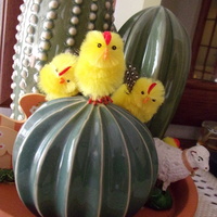 Wielkanocny kaktus?