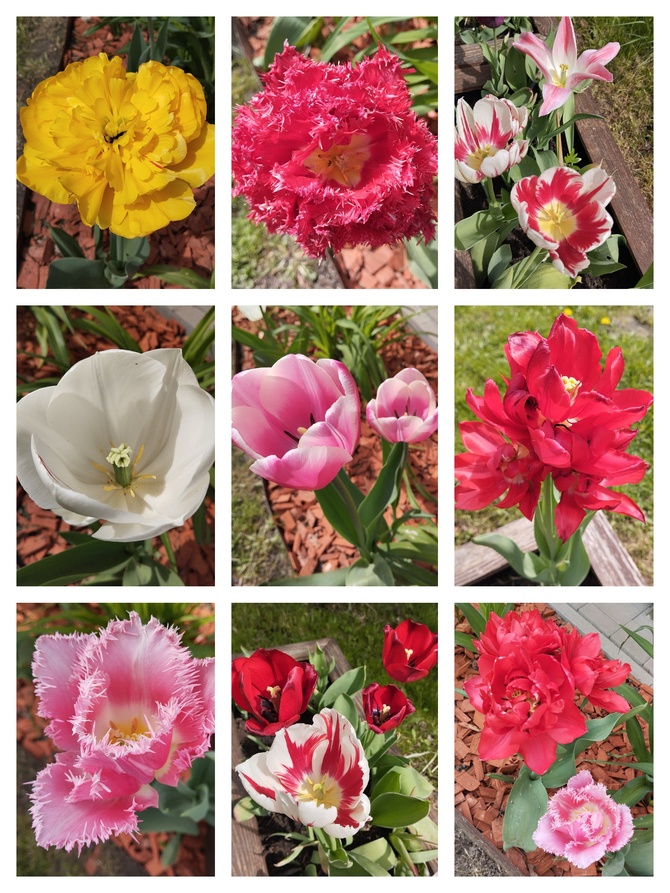 Czas tulipanów:)