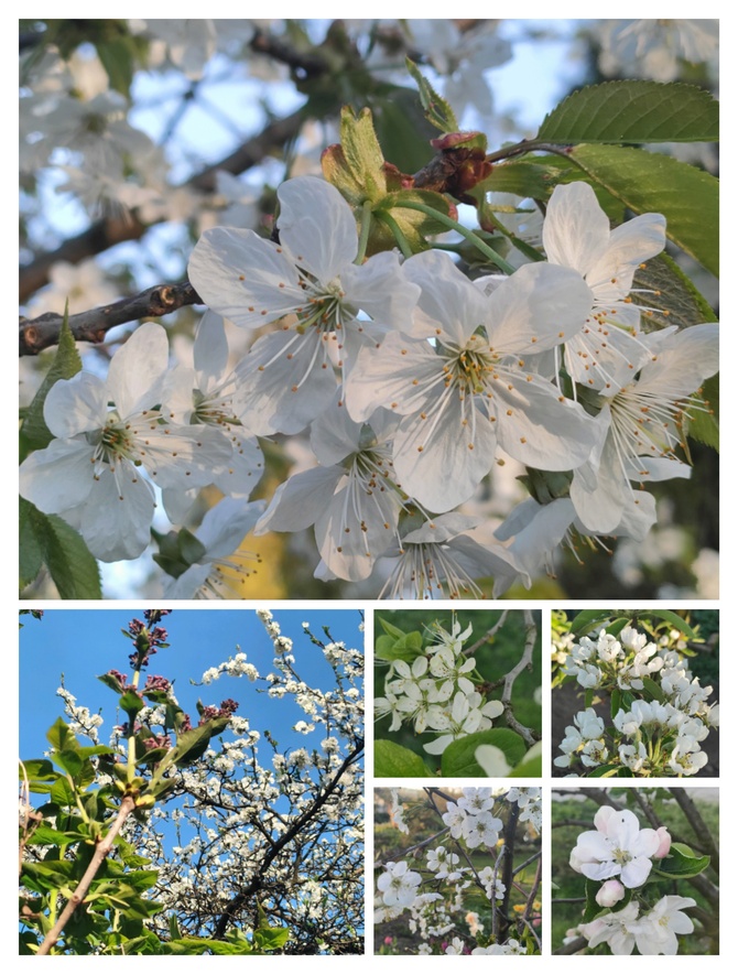 Kwitną drzewka i obłędnie pachną :)