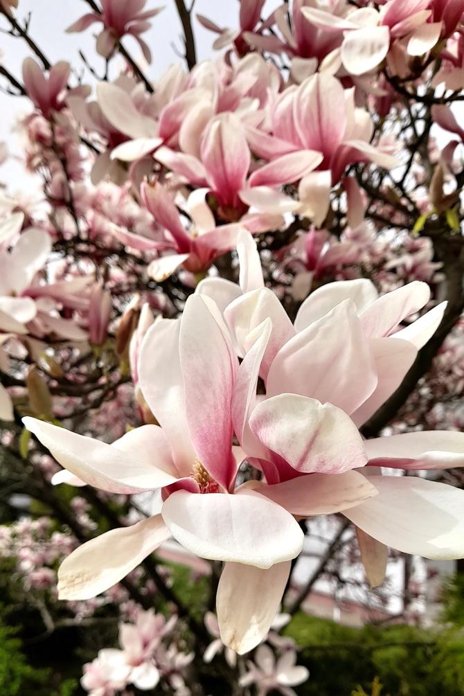 Magnolia kwitnie