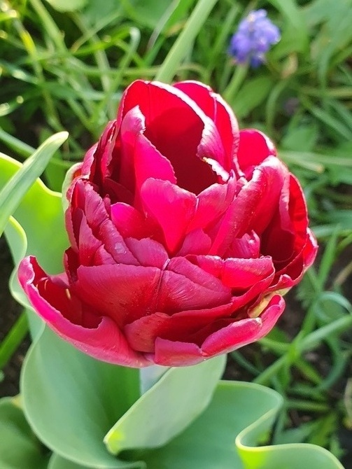 Nowy tulip....