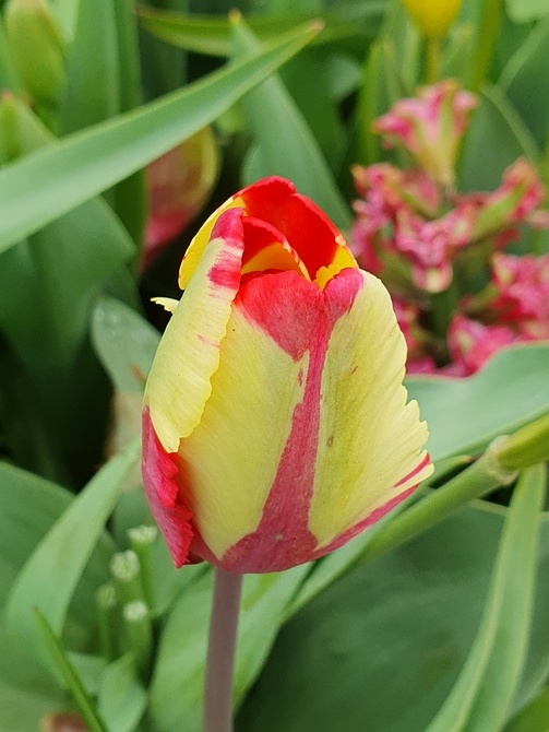 Nowy tulipan...