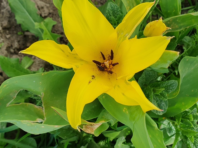 Żółty tulip...