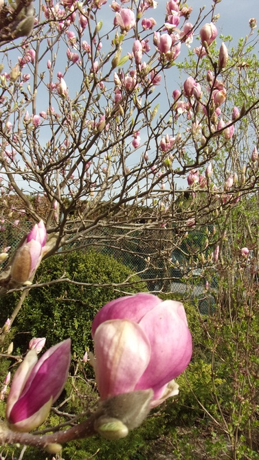 Piękny czas dla magnolii.