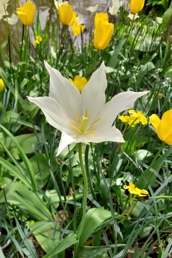 Tulipan  biały