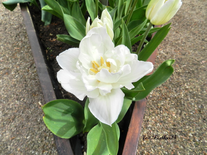 Tulipan biały 