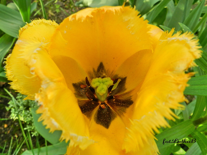 Tulipan żółty