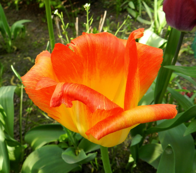Tulipan pomarańczowy