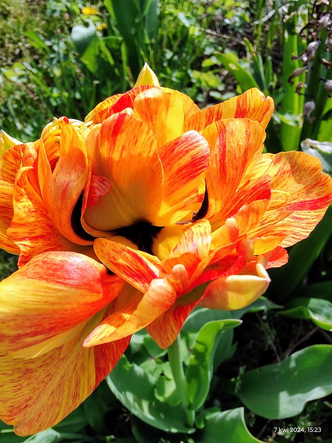 Tulipan (Tulipa L.)