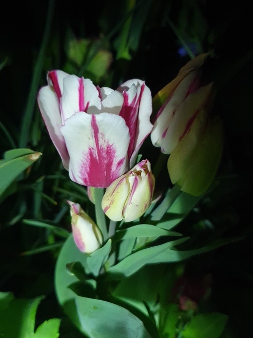 Tulipan wielokwiatowy...