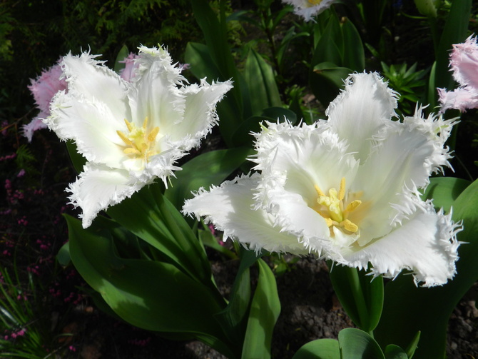 Tulipany białe