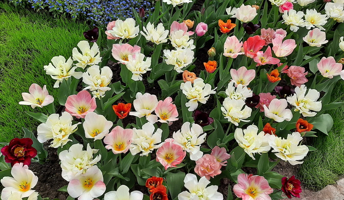 Tulipany, cudne wiosenne kwiaty
