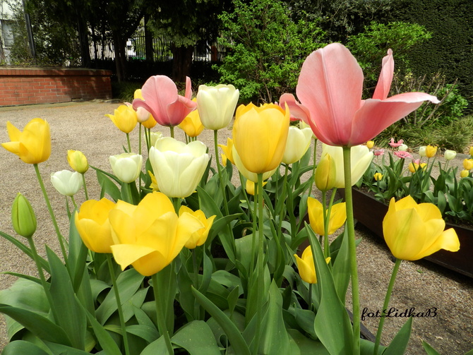 Tulipany ,kolorowa rabatka