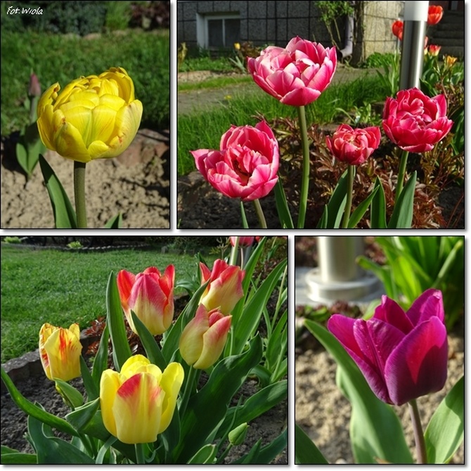 Tulipany,tuliapny...