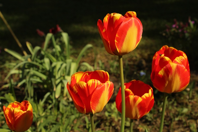 Tulipany, tulipany...