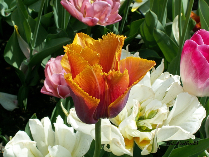 Tulipany w Ogrodzie Botanicznym